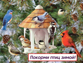 «Покорми птиц зимой!».